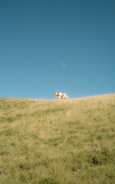 Screenplay Cover Image for Wild Things>