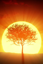 Profile Image for SUNRISE
