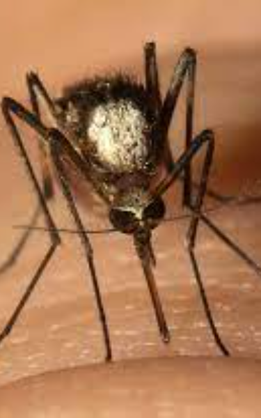 Screenplay Cover Image for Mosquitoes>